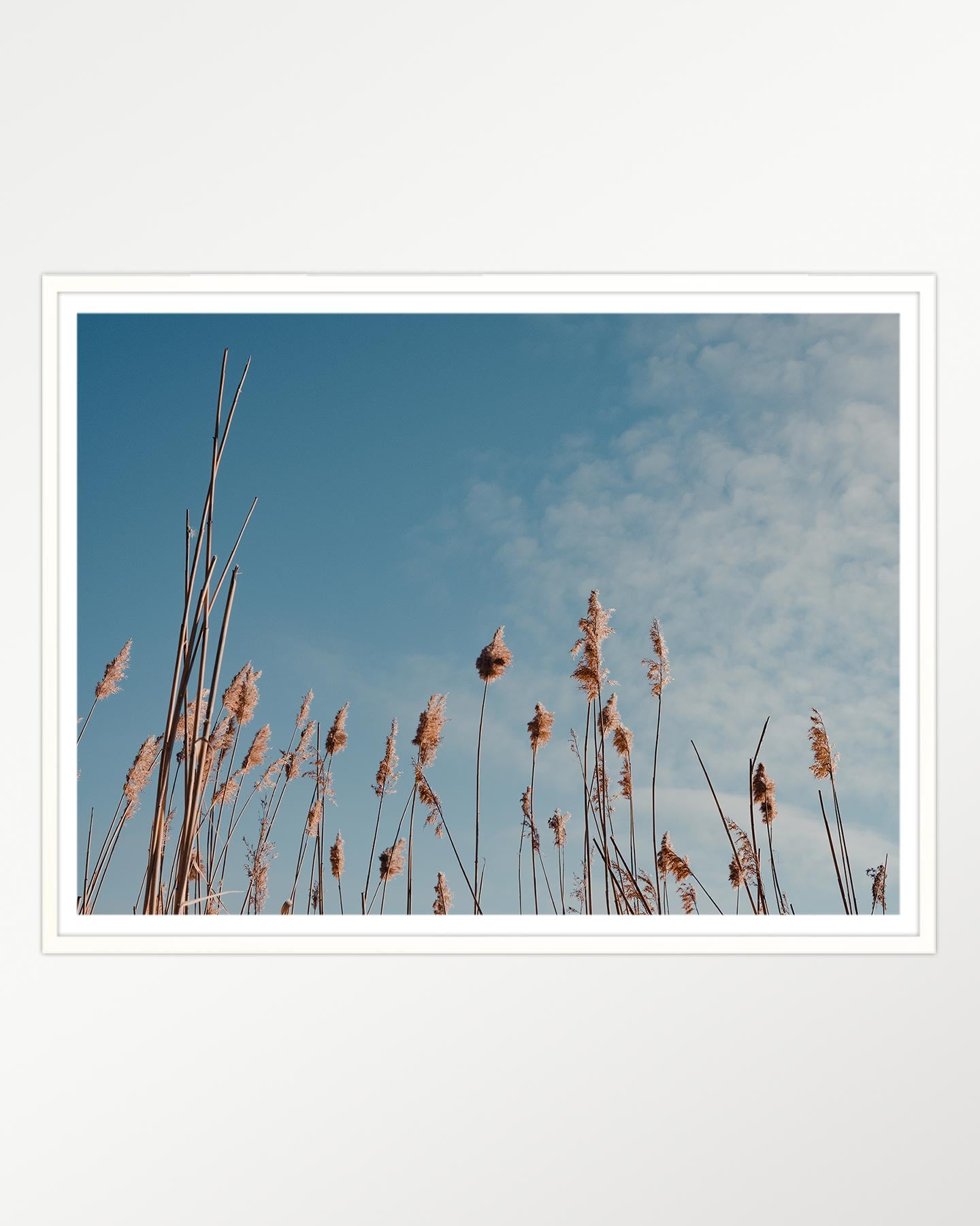 Gilded reeds against azure skies