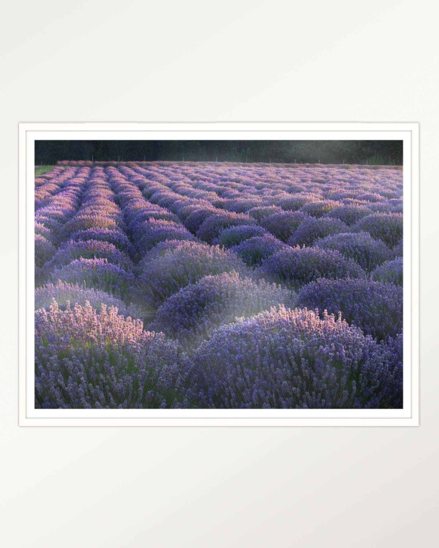 Lavender dreams: Twilight in the fields