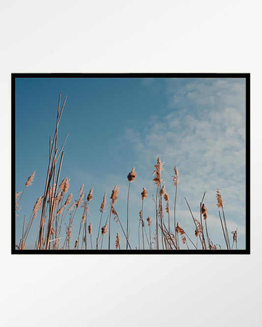 Gilded reeds against azure skies