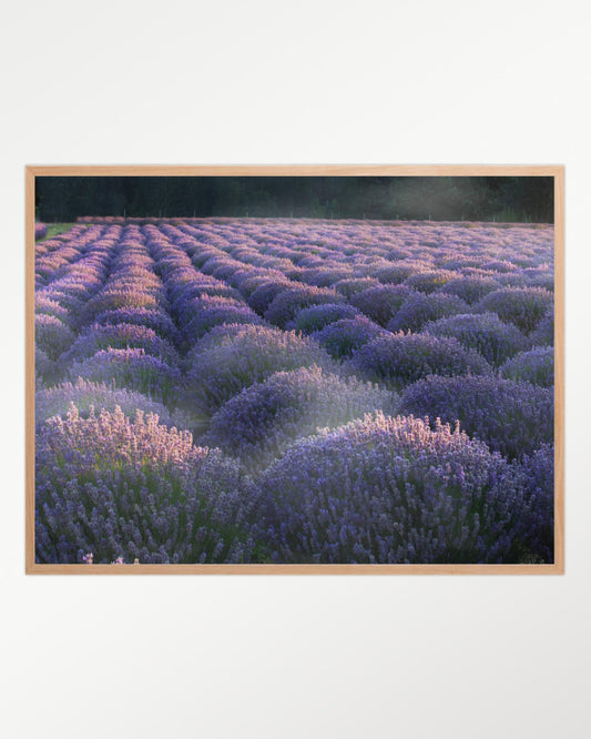 Lavender dreams: Twilight in the fields